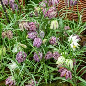 Fritillaire Meleagris (x25)